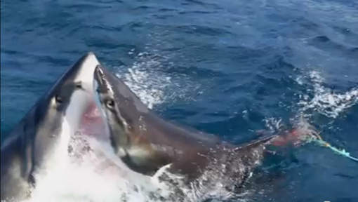 [Vidéo] Le Combat De Deux Requins Blancs - Regardez - Xalima.com